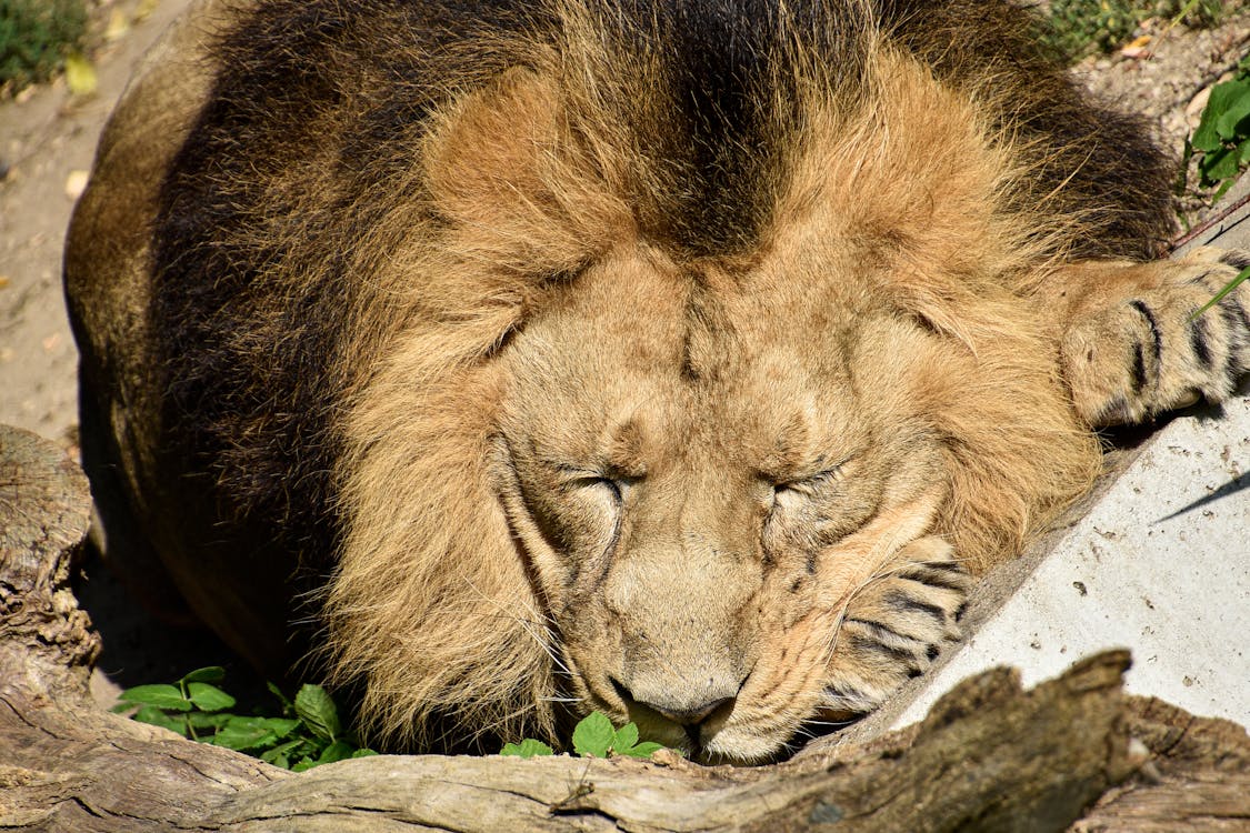 Free Photo of a Lion Sleeping Stock Photo