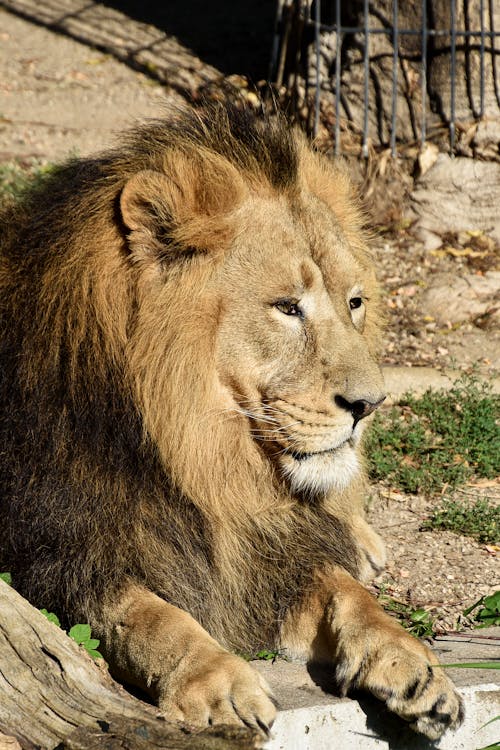 Free African male lion , wildlife animal isolated black  Stock Photo
