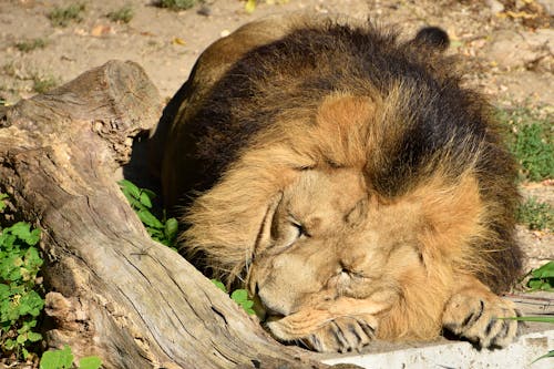 Lion Sleeping on the Ground