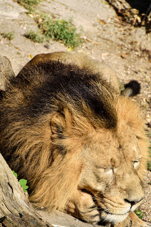 Close-up Photo of a Lion