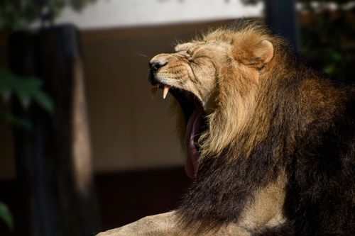 Free Close-up of a majestic lion yawning, showcasing its powerful mane and sharp teeth. Stock Photo