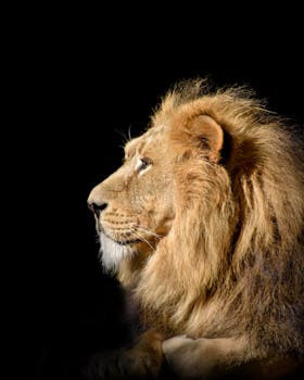 Profile portrait of a lion with a magnificent mane against a dark background, exuding power and grace.