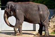 Elephant at the zoo , wildlife