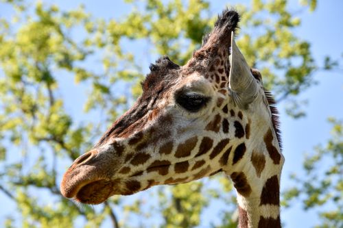 Free Detailed close-up of a giraffe with lush green background, showcasing its distinct pattern. Stock Photo