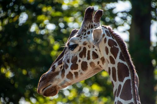 Free Close-up of a giraffe with a blurred forest background, highlighting its long neck and unique patterns. Stock Photo