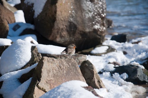 Free stock photo of robin, snow Stock Photo