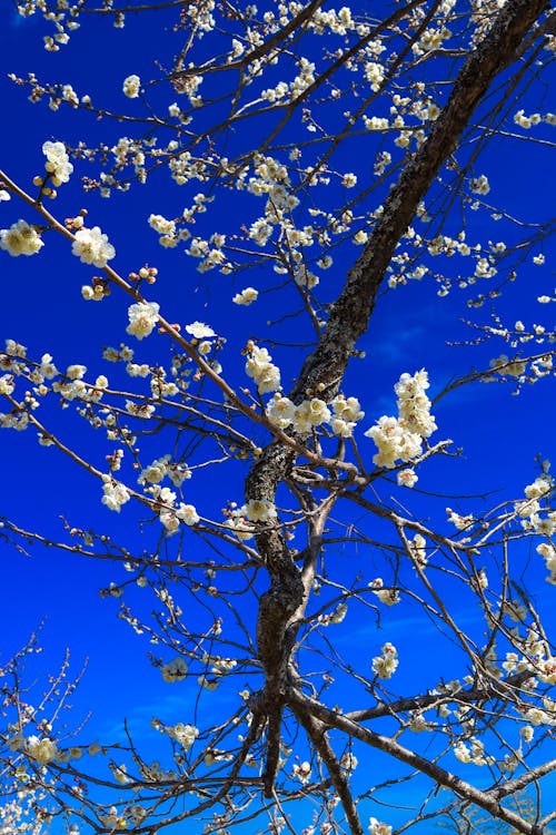 Gratis stockfoto met appelbloesem, blauw, blauwe lucht