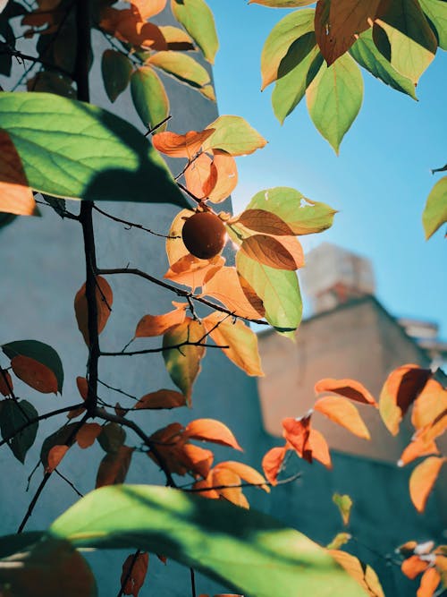 Бесплатное стоковое фото с крупный план, листва, листья