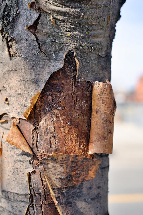 Kostnadsfri bild av bark, närbild, trä