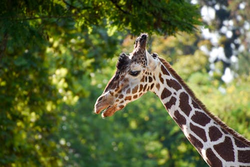 Giraffe Near a Tree