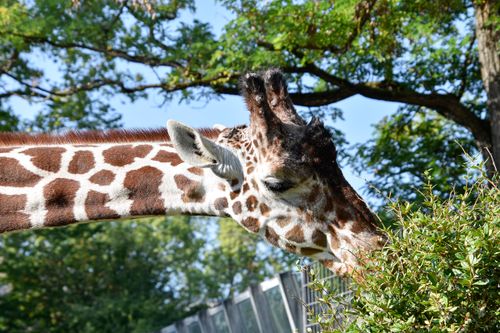 Free A close-up shot of a giraffe with a long neck eating foliage in a zoo setting. Stock Photo
