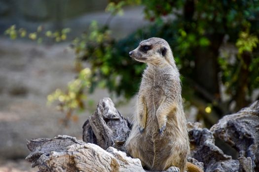 A Meerkat on a Lookout