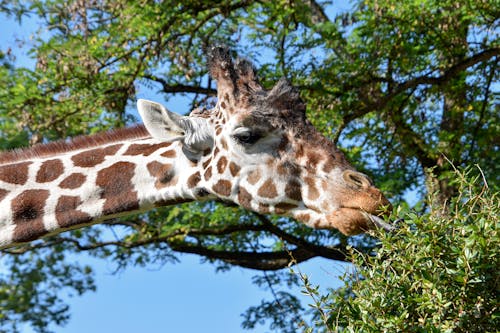 Giraffe Eating a Plant