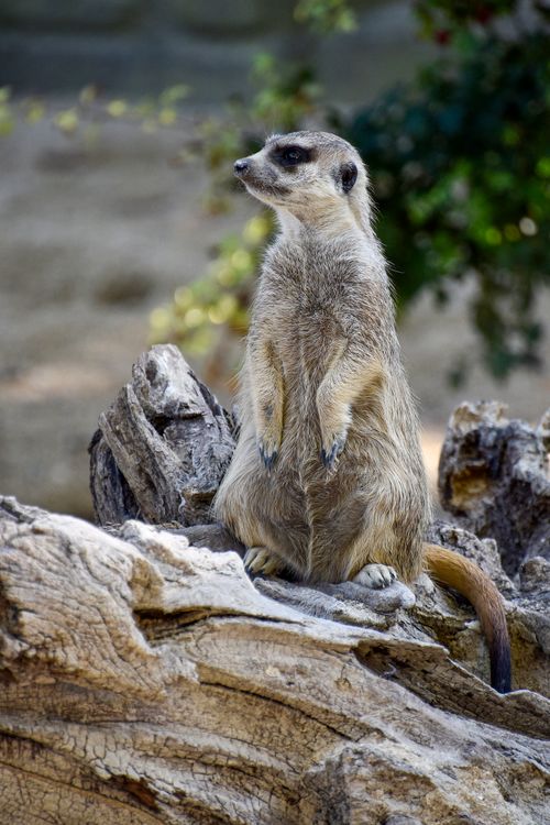 Free A meerkat standing upright on a log looking alert in a natural outdoor setting. Stock Photo