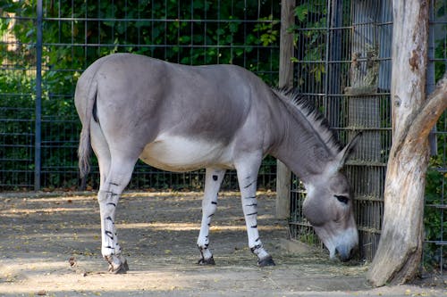 Faune D'âne, Zoo Animalier