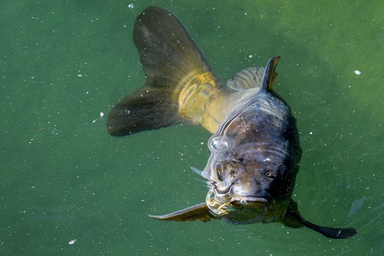 A Carp Fish In The Water 