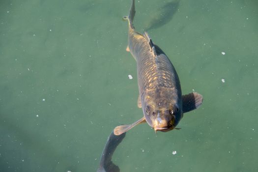 Detailed close-up of a common carp swimming in clear water.