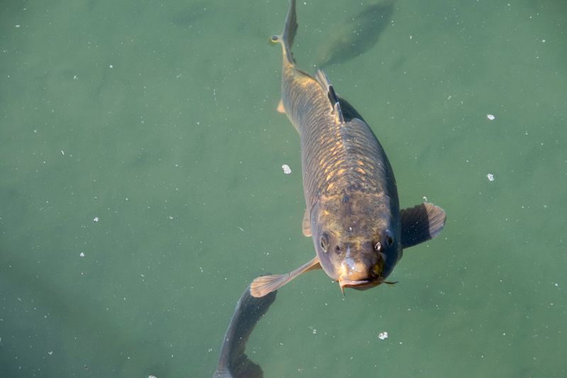 Detailed close-up of a common carp swimming in clear water.
