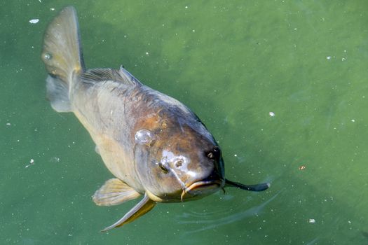A detailed close-up of a common carp (Cyprinus carpio) swimming in clear green water.