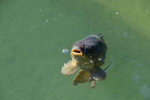 A close-up shot of a common carp surfacing in a green pond, captured in daylight.