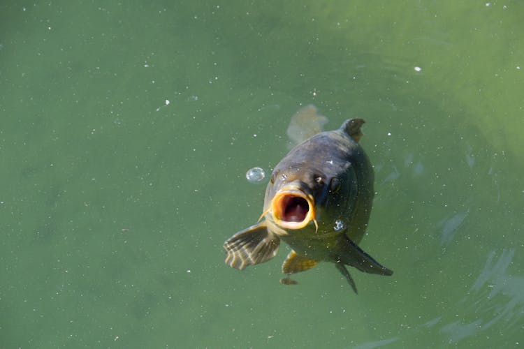 Close-Up Of A Carp Fish In The Water 