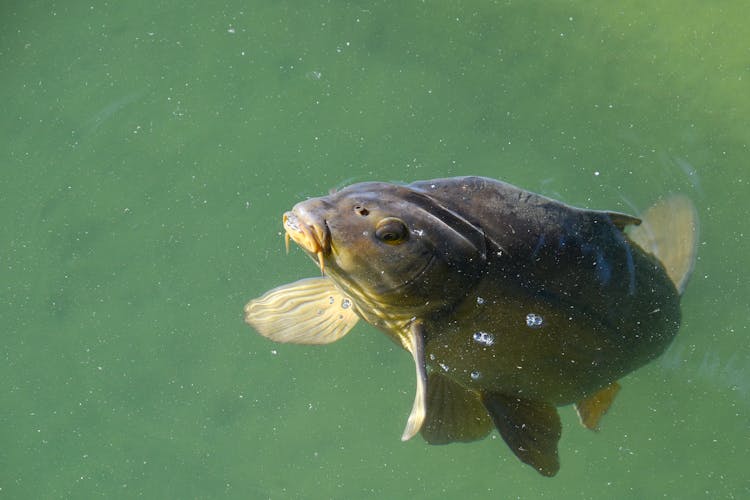 Close-Up Shot Of A Carp Fish