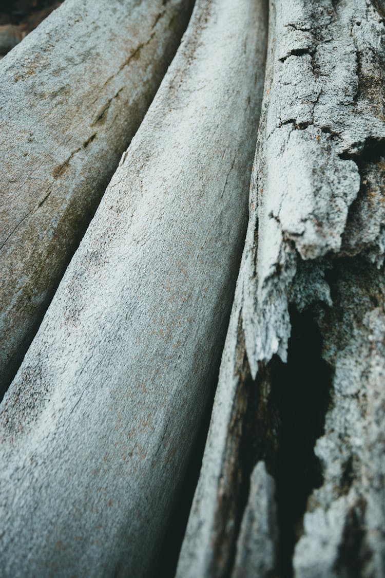 Broken Whale Bones