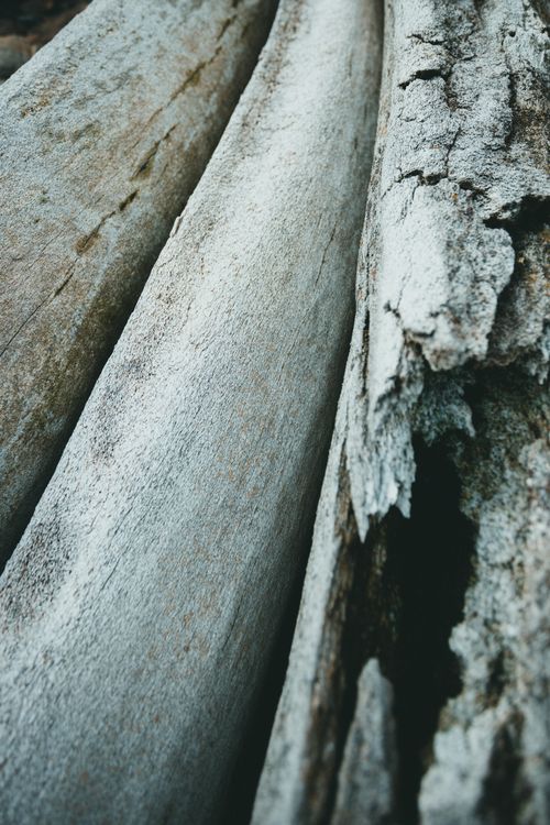 Free Detailed texture of weathered driftwood in Dildo, Newfoundland, Canada. Stock Photo
