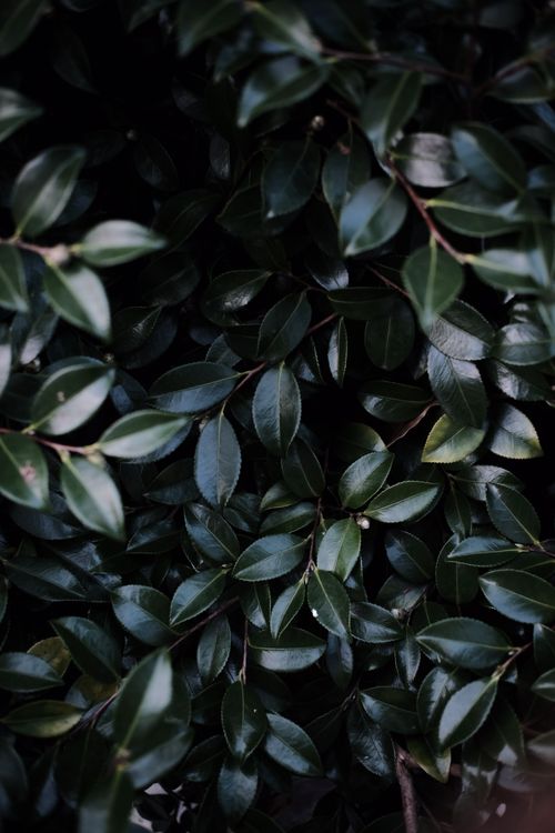 Free Detailed view of lush green leaves in soft natural light creating a serene mood. Stock Photo