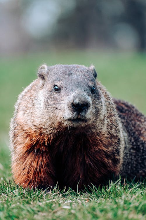 Základová fotografie zdarma na téma detail, divočina, groundhog