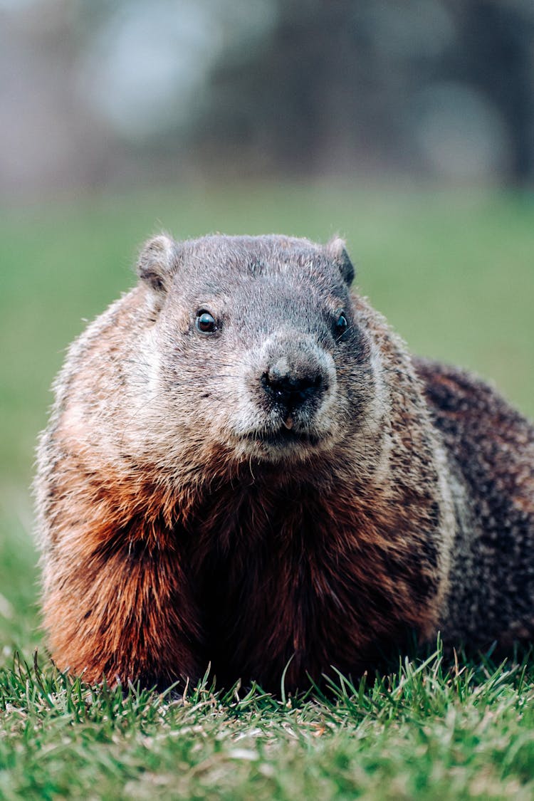 Groundhog Lying On Grass