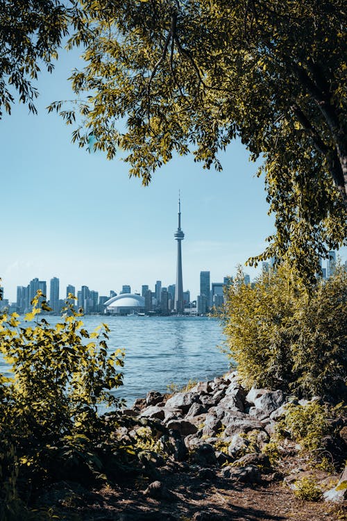 View of CN Tower from Forest by Shore