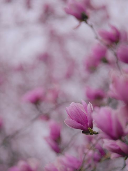 Close-up of vibrant pink magnolia flowers in full bloom during springtime.