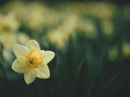 Free A stunning close-up of a yellow daffodil with a blurred background, capturing nature's beauty in spring. Stock Photo