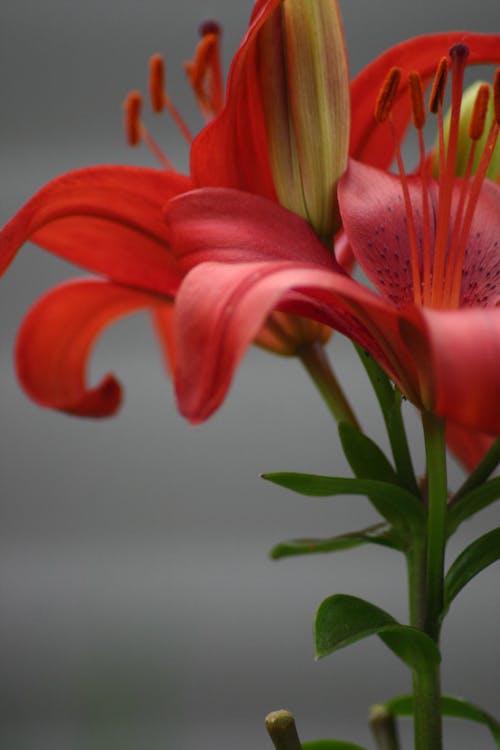 Red Flowers in Bloom