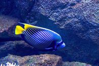 Blue and Yellow Striped Fish
