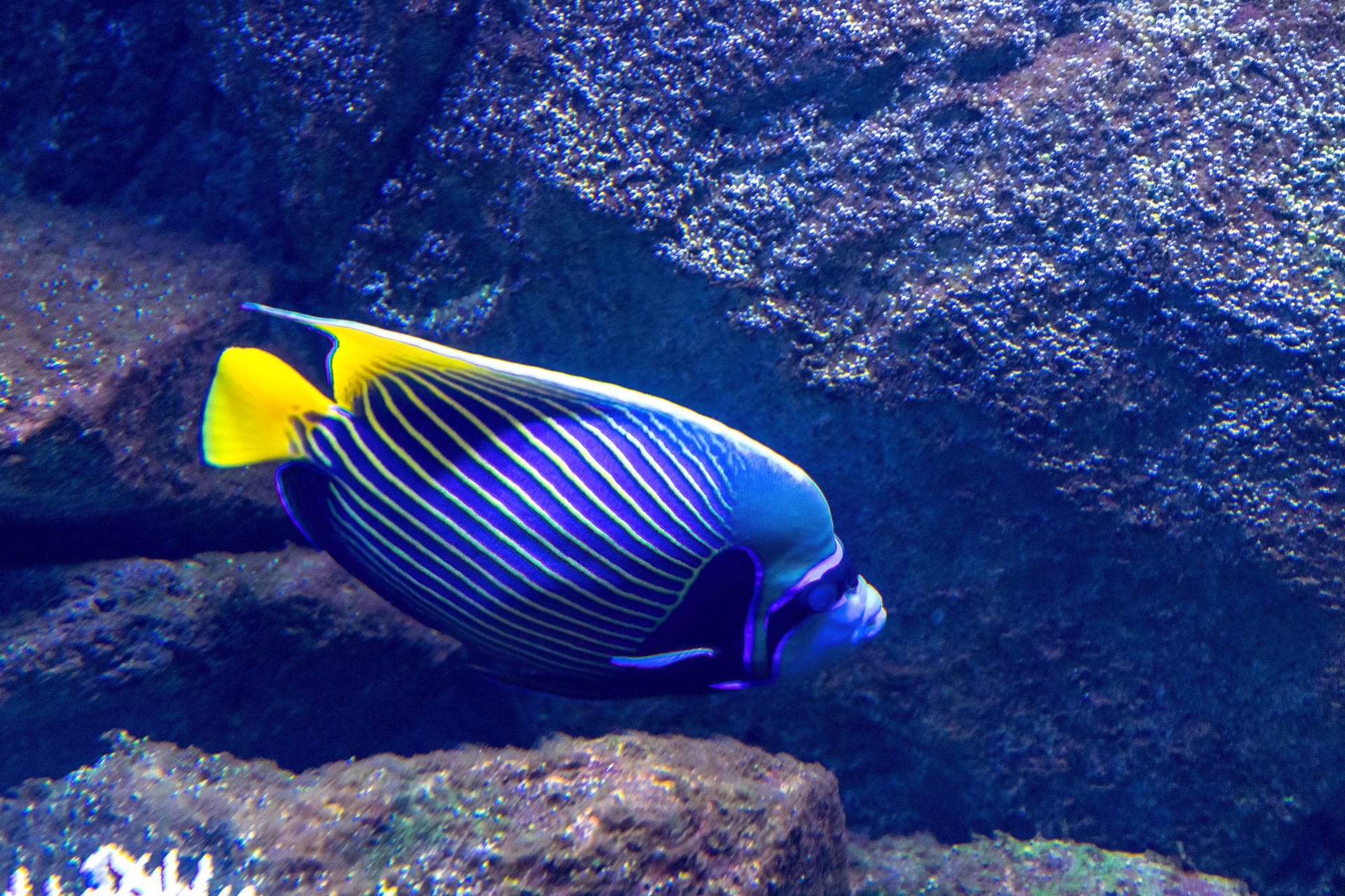 Underwater at No. 10 Ribbon Reef Wall