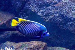 No. 10 Ribbon Reef Wall
