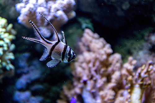 Foto stok gratis akuarium, binatang, di bawah air