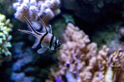 Manta Bommie