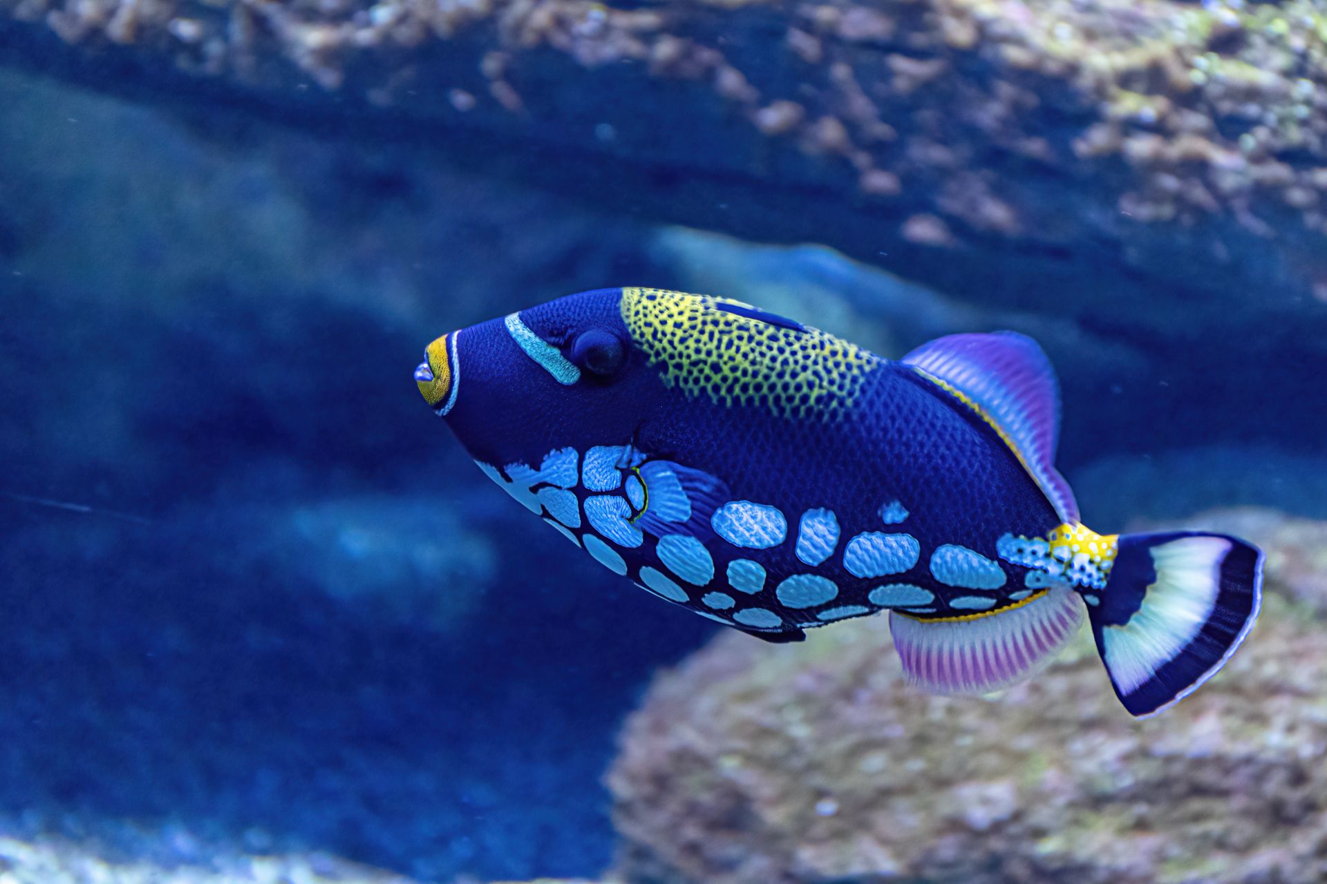 Underwater at Nuclear Power Plant Reef