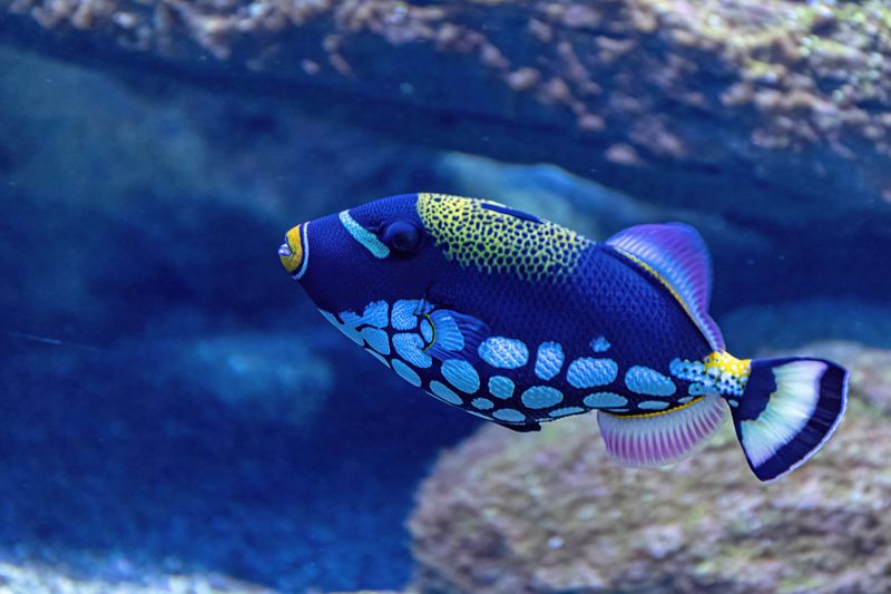 Captivating close-up of a vibrant clown triggerfish swimming in an aquarium.