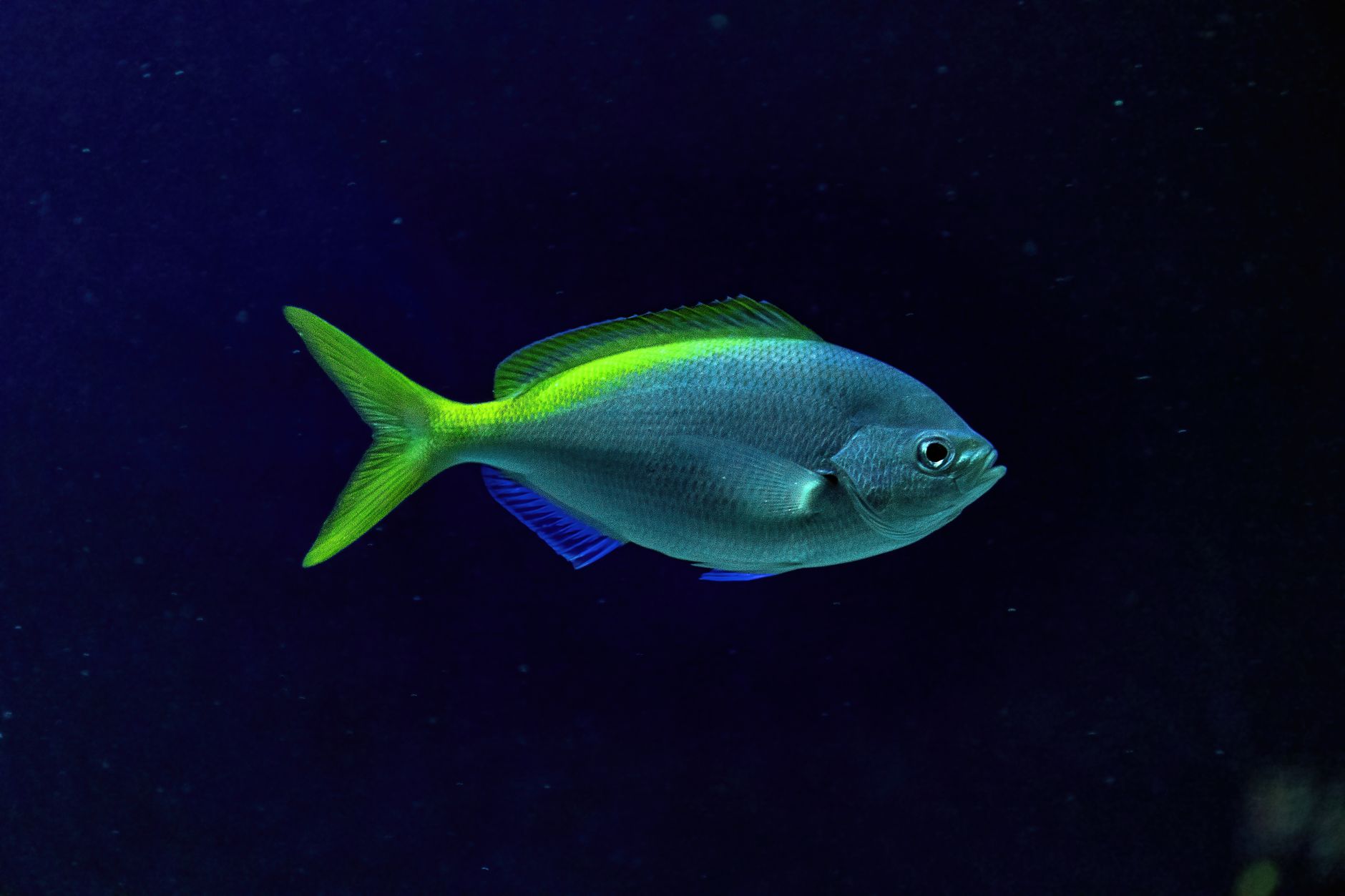 Fish Rabbit What are the body parts of a rabbit fish? - The Institute for ...