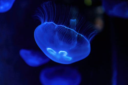 aydınlatılmış, Deniz anası, deniz hayvanı içeren Ücretsiz stok fotoğraf