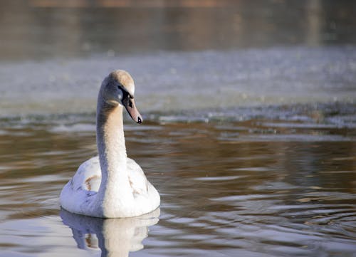 Free White Swan on Water Stock Photo