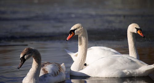 White Swans on Water