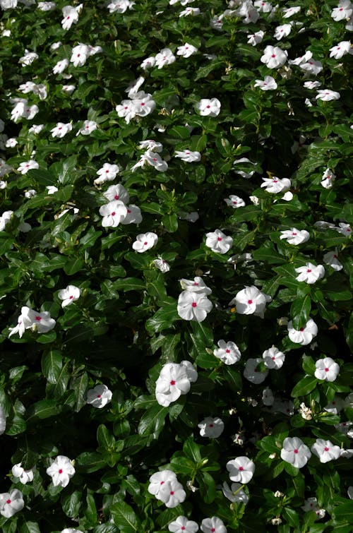 Foto profissional grátis de ensolarado, flores brancas, natureza