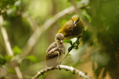 Free Close-up of two stripe-throated bulbuls perched on a branch in natural habitat. Stock Photo
