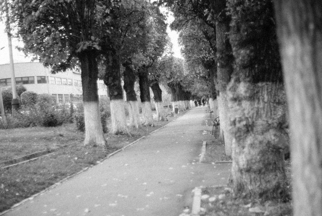 Grayscale Photo of Pathway Between Trees in Tilt-Shift Lens 