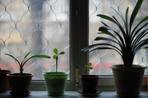 Green Potted Plants on a Window 